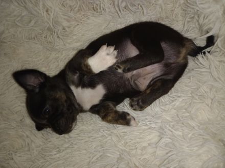 NUR NOCH EIN RÜDE ZU HABEN!!!! Chihuahua Mix Hündin hat