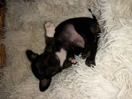 NUR NOCH EIN RÜDE ZU HABEN!!!! Chihuahua Mix Hündin hat