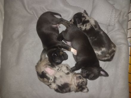 NUR NOCH EIN RÜDE ZU HABEN!!!! Chihuahua Mix Hündin hat