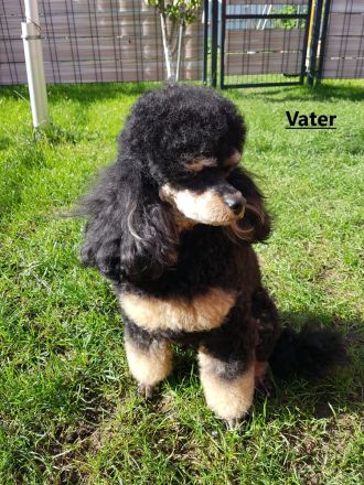Pudel,  Deckrüde Zwergpudel, mit Ahnentafel, VDH, PZV