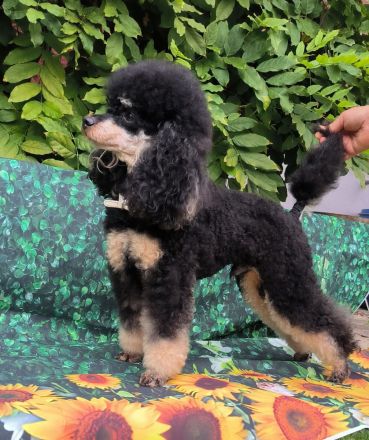 Pudel,  Deckrüde Zwergpudel, mit Ahnentafel, VDH, PZV