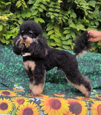 Pudel,  Deckrüde Zwergpudel, mit Ahnentafel, VDH, PZV