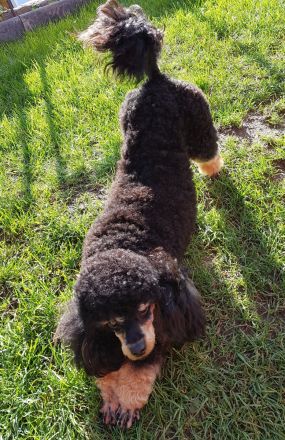 Pudel,  Deckrüde Zwergpudel, mit Ahnentafel, VDH, PZV