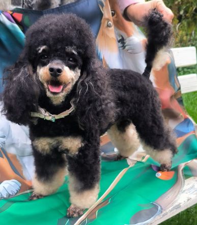 Pudel,  Deckrüde Zwergpudel, mit Ahnentafel, VDH, PZV