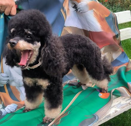 Pudel,  Deckrüde Zwergpudel, mit Ahnentafel, VDH, PZV