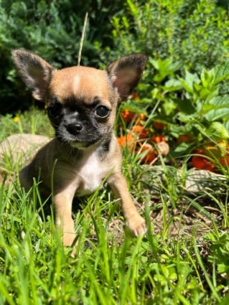 Hallo, unsere Chihuahua Hündin hat am 08.07.2022 ein