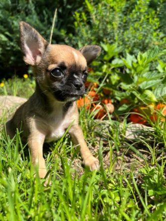 Hallo, unsere Chihuahua Hündin hat am 08.07.2022 ein