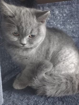 Hallo wir sind 5 kleine kitten die ein neues Zuhause