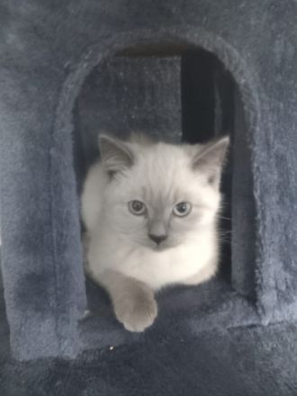 Hallo wir sind 5 kleine kitten die ein neues Zuhause