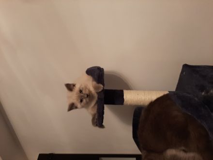 Hallo wir sind 5 kleine kitten die ein neues Zuhause