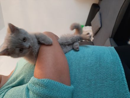 Hallo wir sind 5 kleine kitten die ein neues Zuhause