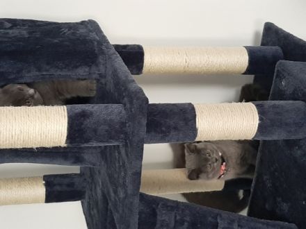 Hallo wir sind 5 kleine kitten die ein neues Zuhause