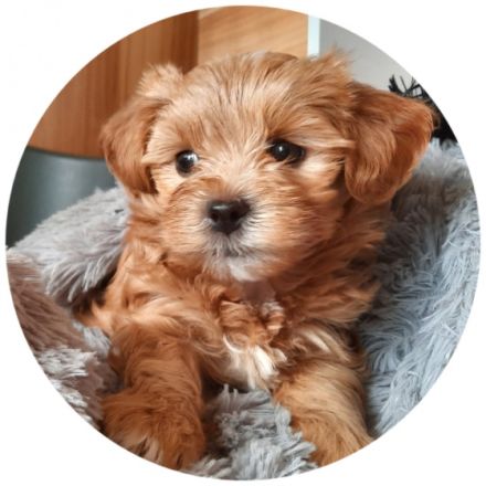 Das war unser A-Wurf! Wir sagen "Danke" ! Vier tolle