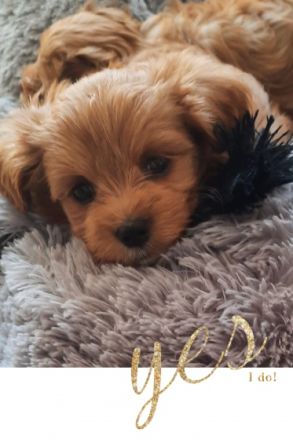 Das war unser A-Wurf! Wir sagen "Danke" ! Vier tolle