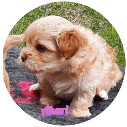 Das war unser A-Wurf! Wir sagen "Danke" ! Vier tolle