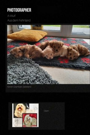 Das war unser A-Wurf! Wir sagen "Danke" ! Vier tolle