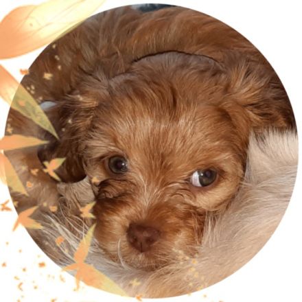 Das war unser A-Wurf! Wir sagen "Danke" ! Vier tolle