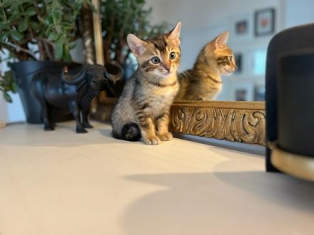 Sehr schöne Snow Bengal Und Abessiner Braungrau