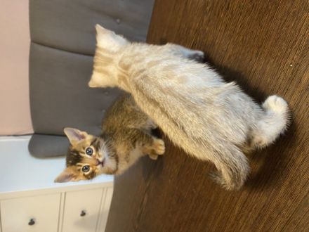 Sehr schöne Snow Bengal Und Abessiner Braungrau