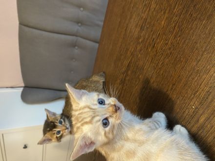 Sehr schöne Snow Bengal Und Abessiner Braungrau