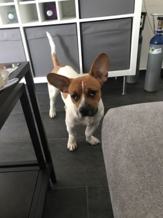 Sammy, Französische Bulldogge/Jack Russell Terrier,