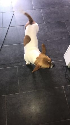 Sammy, Französische Bulldogge/Jack Russell Terrier,