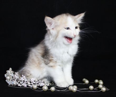 Der Zwinger wird ein männliches Kätzchen in einer sehr