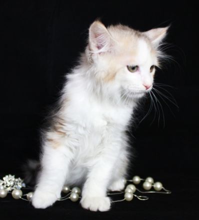 Der Zwinger wird ein männliches Kätzchen in einer sehr