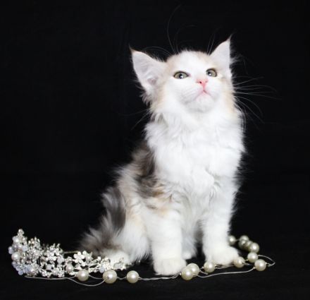 Der Zwinger wird ein männliches Kätzchen in einer sehr