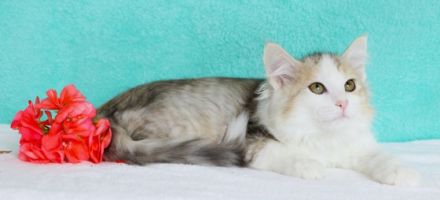 Der Zwinger wird ein männliches Kätzchen in einer sehr