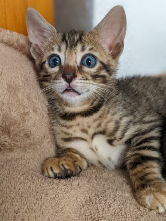 Hier könnt ihr die 6 Wochen alten Kitten ( 3 Jungen und