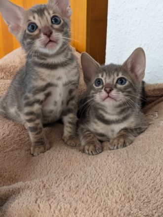 Hier könnt ihr die 6 Wochen alten Kitten ( 3 Jungen und