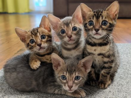 Hier könnt ihr die 6 Wochen alten Kitten ( 3 Jungen und