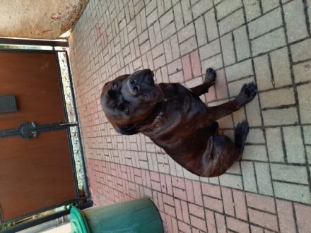 Hero, Suche auf diesem Weg ein neues zu Hause da meine