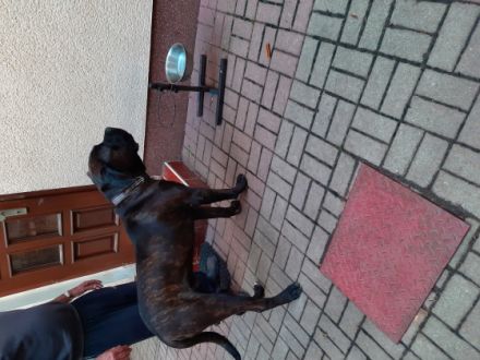 Hero, Suche auf diesem Weg ein neues zu Hause da meine