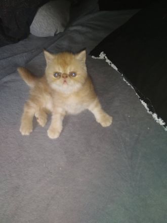 12 Wochen alter Exotic shorthair Kater abzugeben, er