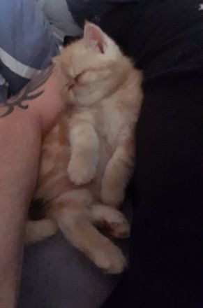 12 Wochen alter Exotic shorthair Kater abzugeben, er