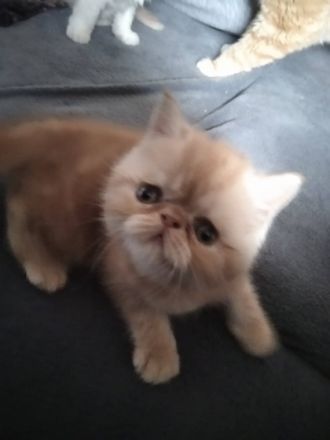 12 Wochen alter Exotic shorthair Kater abzugeben, er