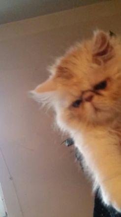 12 Wochen alter Perser Kater abzugeben, er ist entwurmt