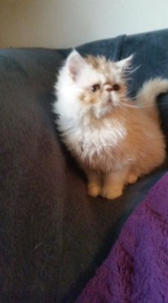 12 Wochen alter Perser Kater abzugeben, er ist entwurmt