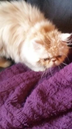 12 Wochen alter Perser Kater abzugeben, er ist entwurmt