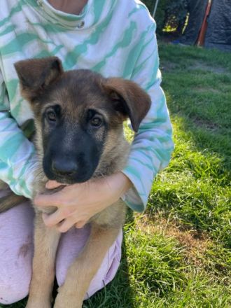 Wunderschöne Welpen an liebevolle Hände abzugeben ihr