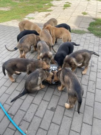 Wunderschöne Welpen an liebevolle Hände abzugeben ihr
