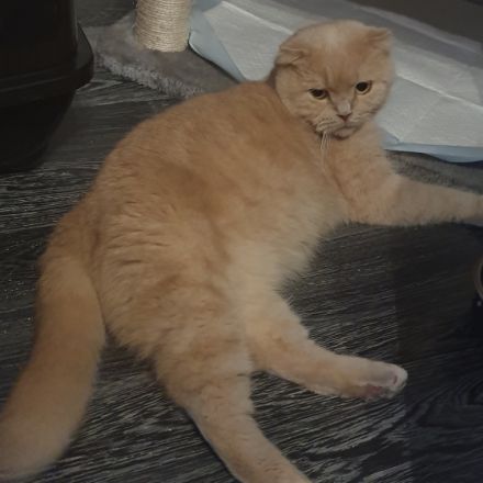 Bella und zoe, Muss mich aus persönlichen Gründen von