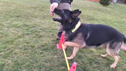 Lein-zigartig Hundetraining & Verhaltensberatung