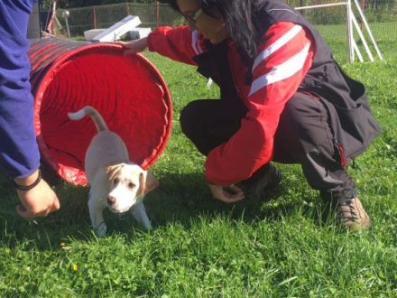 Lein-zigartig Hundetraining & Verhaltensberatung