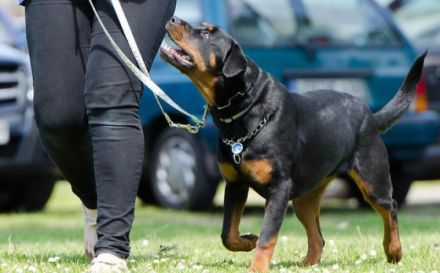 Lein-zigartig Hundetraining & Verhaltensberatung