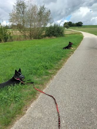 Lein-zigartig Hundetraining & Verhaltensberatung