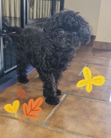 Hallo liebe Tierfreunde Unsere Zoey hat 5 wunderschöne