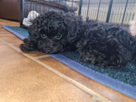 Hallo liebe Tierfreunde Unsere Zoey hat 5 wunderschöne